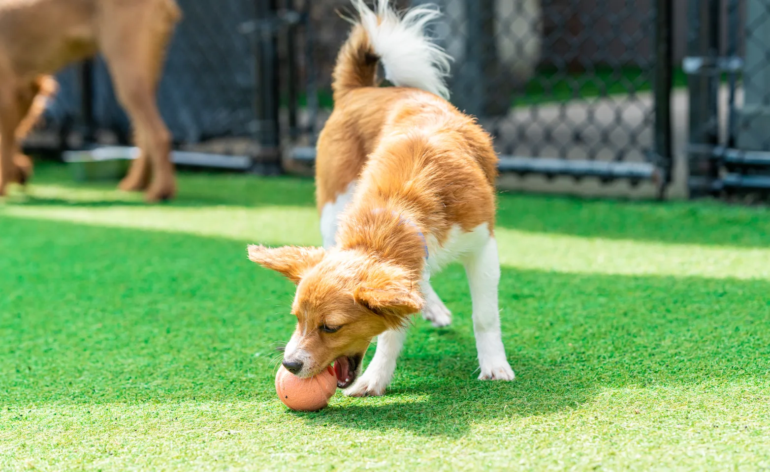 A dog playing with a ball on green turf